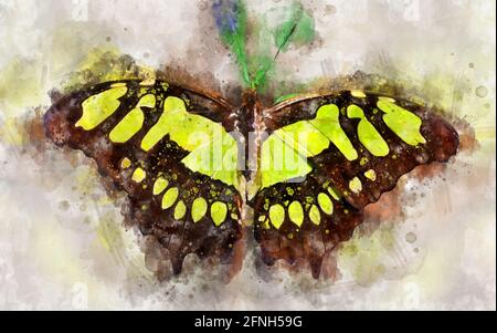 Aquarell-Illustration des exotischen Malachitschmetterlings (Siproeta stelenes) Stockfoto