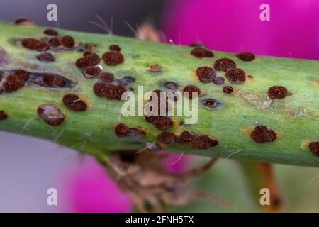 Puccinia malvacearum, Hollyhock Leaf Rust Stockfoto