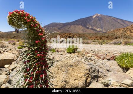 Nahaufnahme von Echium wildpretii im Teide Nationalpark unter Das Sonnenlicht in Spanien Stockfoto