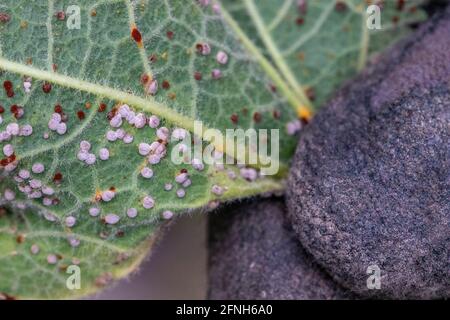 Puccinia malvacearum, Hollyhock Leaf Rust Stockfoto