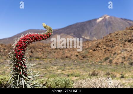 Nahaufnahme von Echium wildpretii im Teide Nationalpark unter Das Sonnenlicht in Spanien Stockfoto