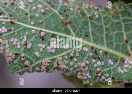 Puccinia malvacearum, Hollyhock Leaf Rust Stockfoto