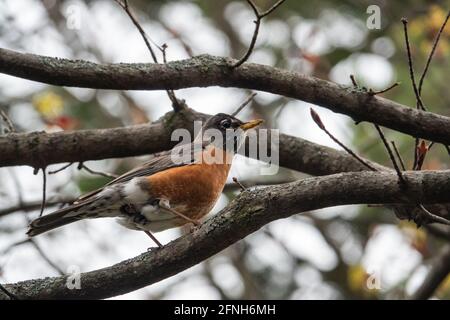 American Robin in Springtime in der Niederlassung Stockfoto