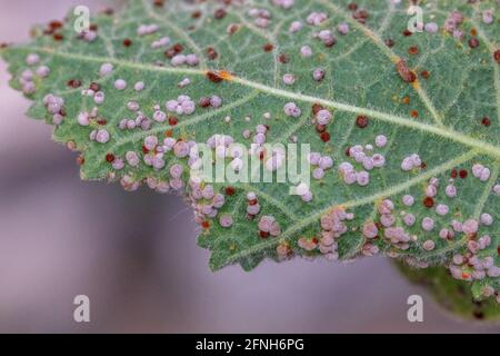 Puccinia malvacearum, Hollyhock Leaf Rust Stockfoto