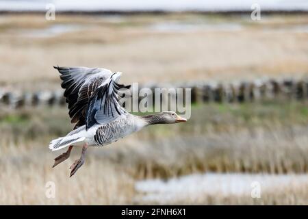 17. Mai 2021, Schleswig-Holstein, Reußenköge: Eine Graugans fliegt unter bewölktem Himmel über einem Naturschutzgebiet an der Nordsee. Foto: Frank Molter/dpa Stockfoto