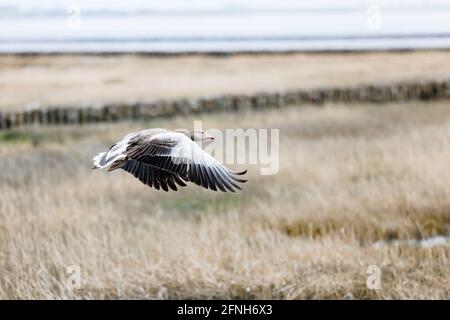 17. Mai 2021, Schleswig-Holstein, Reußenköge: Eine Graugans fliegt unter bewölktem Himmel über einem Naturschutzgebiet an der Nordsee. Foto: Frank Molter/dpa Stockfoto