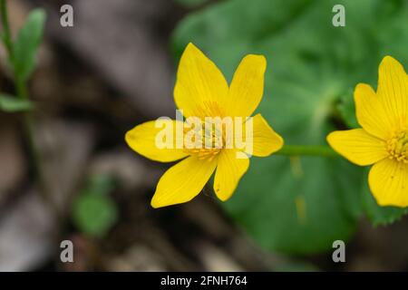 Margelblume blüht im Frühling Stockfoto