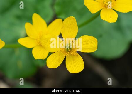 Margelblume blüht im Frühling Stockfoto