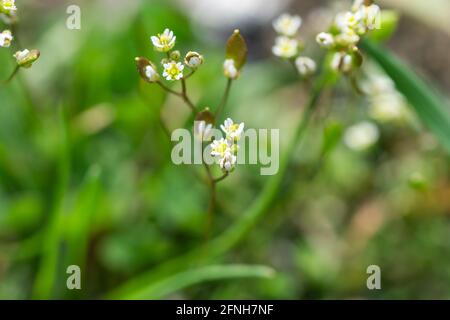 Frühling Draba blüht im Frühling Stockfoto