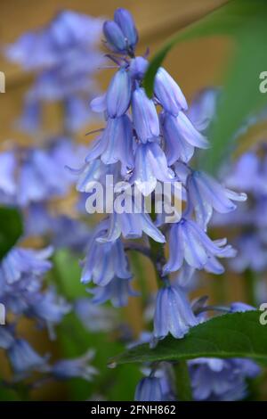 Bluebell, Cambridge England, Großbritannien, Fotos und Premium-DSLR Stockfoto