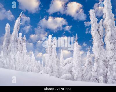 Schnee auf den Bäumen. Mt. Rainier Nationalpark, Washington Stockfoto