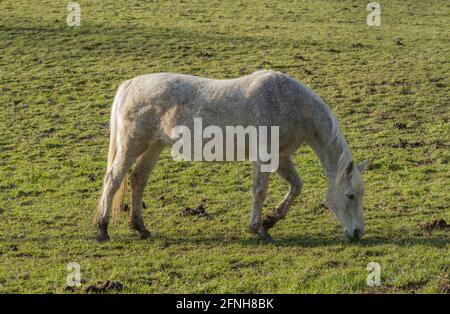 Schöne weiße Pferde grasen auf grünen Weiden in 4K Stockfoto