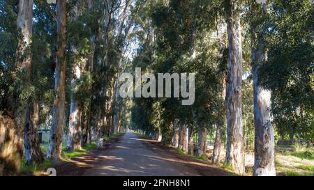 Eine Panoramaaufnahme einer Landschaft, die eine Straße inmitten eines Waldes voller hoher Bäume einfängt. Dieses Foto der Natur mit seiner realistischen Aufnahme, Ref Stockfoto