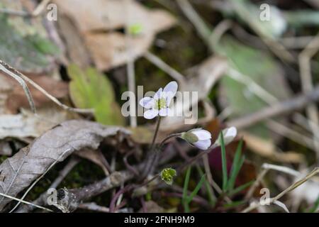 Runde Leberblüten im Frühling Stockfoto