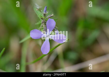 Wild Blue Phlox Blumen im Frühling Stockfoto