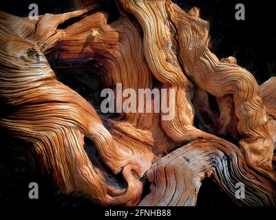 Knorrige freiliegende Wurzeln der Bristlecone Kiefer. Ancient Bristlecone Pine Forest, Inyo County, Kalifornien