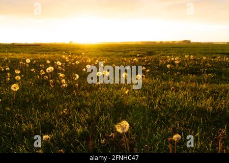 Ein goldener Abenduntergang über einer grünen Wiese mit Dandelionen Im Vordergrund Stockfoto