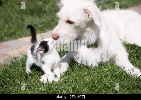 Weißer großer Welpe spielt mit einem winzigen Kätzchen auf grünem Gras. Die Schnauze eines Hundes und eines Kätzchens, die sich schnüffeln. Fürsorge, Freundschaft, Akzeptanz, Tier Stockfoto