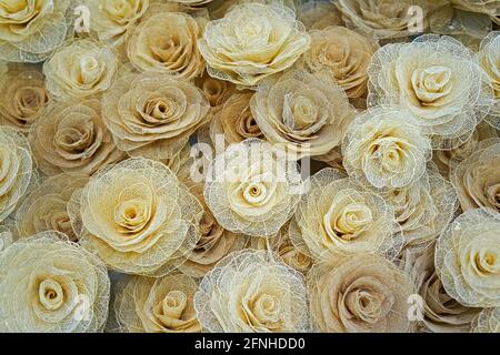 Brasilianische Bastelrosen, floraler Hintergrund Stockfoto
