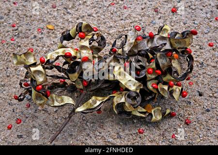 Hülsenfrüchte auf dem Boden (Adenanthera pavonina) Stockfoto