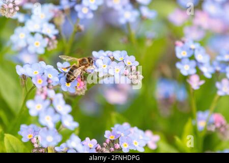 Honigbiene auf Forget Me Nots (myosotis) - großbritannien Stockfoto