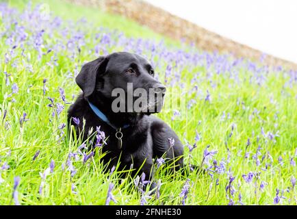 Ein schwarzer labrador Retriever, der auf englischen Bluebells in Yorkshire, England liegt. Stockfoto