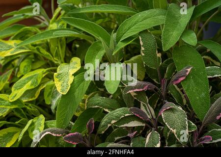 Drei verschiedene Salbeipflanzen, grüner, biologischer Anbau im Garten, Nahaufnahme, Gartenarbeit Stockfoto