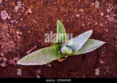 Nahfokus eines Pita-Kaktus (Agave) Stockfoto