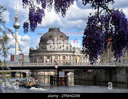Berlin, Deutschland. Mai 2021. Blühender blauer Regen ist vor dem Bode-Museum und dem Fernsehturm am Spreeufer zu sehen. Das Museum auf der Museumsinsel ist ein UNESCO-Weltkulturerbe. Es beherbergt die Skulpturensammlung und das Museum für byzantinische Kunst sowie das Münzkabinett. Seit dem 24. April 2021 sind alle Häuser der Nationalmuseen in Berlin wegen der Corona-Pandemie geschlossen. Erste Relaxationen und mögliche Öffnungen sind ab Pfingsten möglich. Quelle: Jens Kalaene/dpa-Zentralbild/ZB/dpa/Alamy Live News Stockfoto