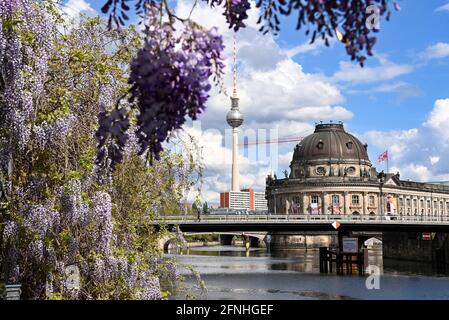 Berlin, Deutschland. Mai 2021. Blühender blauer Regen ist vor dem Bode-Museum und dem Fernsehturm am Spreeufer zu sehen. Das Museum auf der Museumsinsel ist ein UNESCO-Weltkulturerbe. Es beherbergt die Skulpturensammlung und das Museum für byzantinische Kunst sowie das Münzkabinett. Seit dem 24. April 2021 sind alle Häuser der Nationalmuseen in Berlin wegen der Corona-Pandemie geschlossen. Erste Relaxationen und mögliche Öffnungen sind ab Pfingsten möglich. Quelle: Jens Kalaene/dpa-Zentralbild/ZB/dpa/Alamy Live News Stockfoto