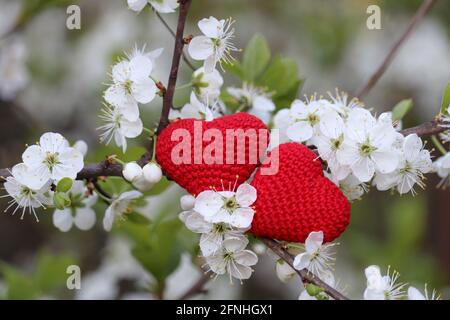 Liebe Herzen und Kirschblüte im Frühling. Weiße Blüten und rot gestricktes Symbol der Leidenschaft auf einem Zweig in einem blühenden Garten Stockfoto