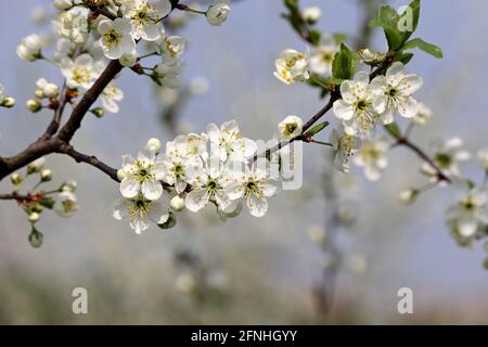 Obstgarten im Frühjahr, ländliche Szene. Kirschblüte auf verschwommenem Hintergrund, weiße Blüten und Knospen mit Blättern auf einem Ast Stockfoto