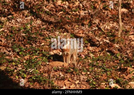 Virginia, USA. Fuchs in den Wald, vermischt sich in der Umgebung. Stockfoto