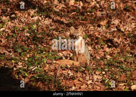 Virginia, USA. Fuchs in den Wald, vermischt sich in der Umgebung. Stockfoto