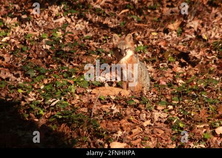 Virginia, USA. Fuchs in den Wald, vermischt sich in der Umgebung. Stockfoto