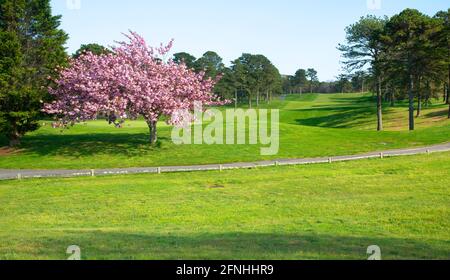 Dennis Highlands Golfplatz an einem Frühlingstag. Dennis, Massachusetts, Cape Cod, USA Stockfoto