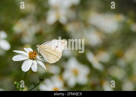 Kohl weißer Schmetterling auf weißer Blume, verschwommener Hintergrund Stockfoto