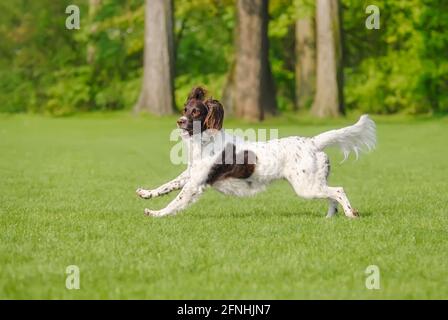 Kleine Münsterländer, eine seltene Hunderasse, weiblich, läuft spielerisch über eine grüne Graswiese, Deutschland Stockfoto