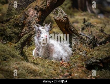 Walisische Bergziegen wild in felsigen Schiefer Steinbruch Mine Hügel. Bärtige Erkundungen am Hang von Snowdonia werden lange Haare und Hörner durch die Wildnis ziehen Stockfoto