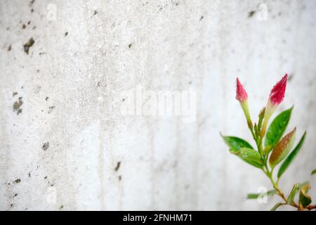 Geschlossene, nasse Blüte einer roten mandevilla-Blume an der weißen und grauen Betonwand. Gesehen in Deutschland im Juni draußen auf einem Balkon. Stockfoto