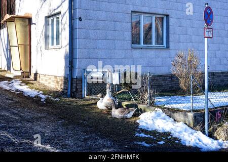 Drei Gänse vor einem Haus. Schnee schaufelte zusammen auf der Seite. Stockfoto