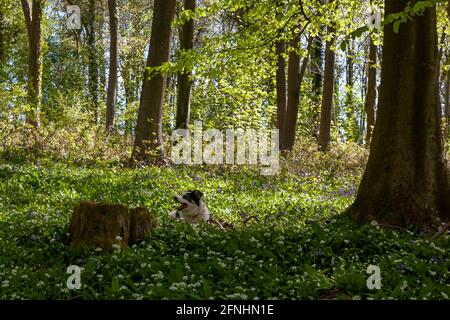 Ein Border Collie Hund auf einem Teppich aus wildem Knoblauch und bluebells unter Buchen in neuem Frühlingsblatt, Wildhams Wood, Stoughton, West Sussex, Großbritannien Stockfoto