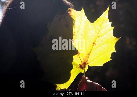 Das Gesicht der jungen Frau hinter einem großen gelben Blatt Stockfoto