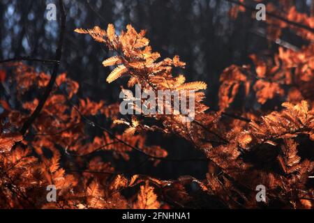 Metasequoia/ Dawn Redwood Tree Blätter werden im Spätherbst braun Stockfoto