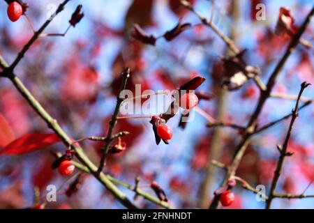 Nahaufnahme eines Euonymus-Zweigs mit Beeren im Winter Stockfoto