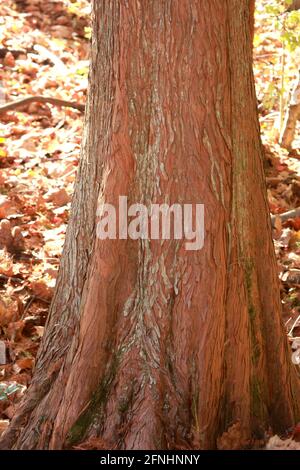 Der rote Stamm eines Metasequoia/Dawn Redwood-Baumes Stockfoto