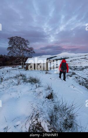 Walker auf einem Wanderweg, der im Winter zum Peak of Shutlingsloe führt, in der Nähe von Wildboarclough, Peak District National Park, Chashire Stockfoto