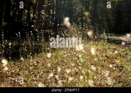 Little bluestem (Bartgras) im Herbst. Nahaufnahme der verschwommenen Saatköpfe. Stockfoto