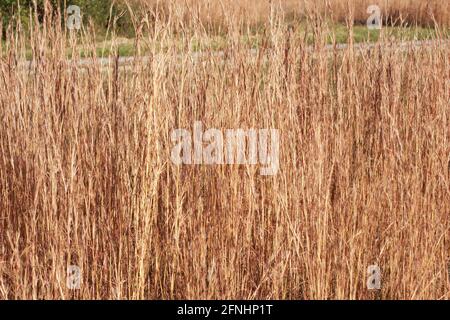 Little bluestem (Bartgras) im Herbst Stockfoto