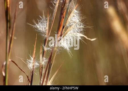 Little bluestem (Bartgras) im Herbst. Nahaufnahme der verschwommenen Saatköpfe. Stockfoto